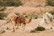 Qatari camels give the Three Lions sleepless night