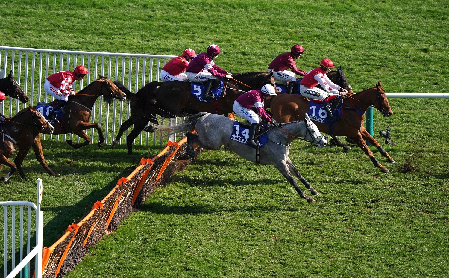 Cheltenham Festival Horses
